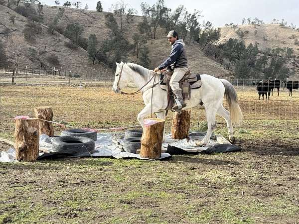 flashy-quarter-horse