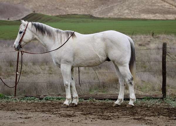 husband-safe-quarter-horse