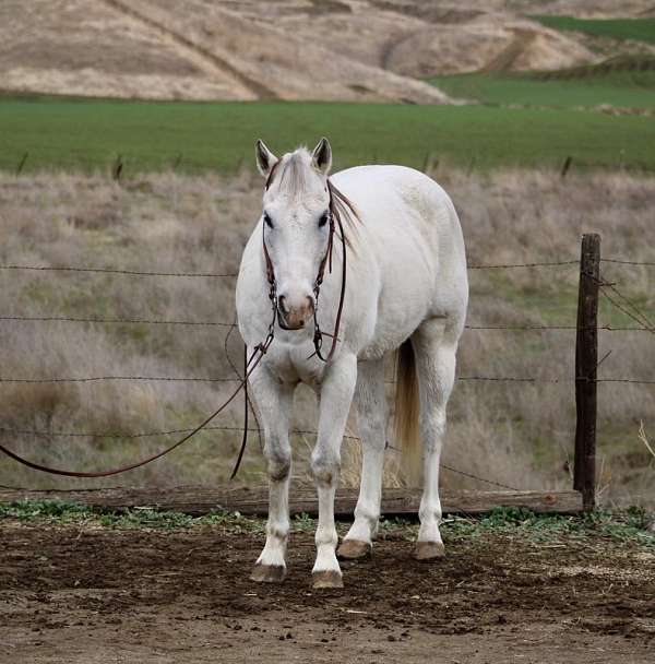 ranch-quarter-horse