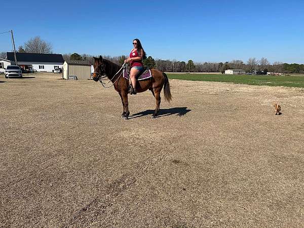 trail-quarter-horse