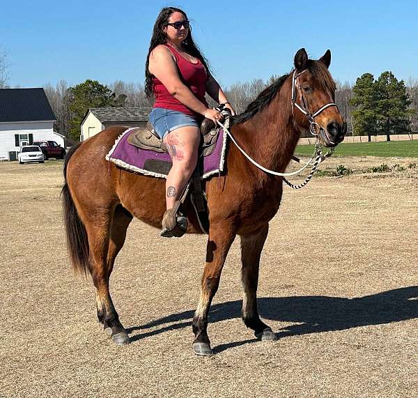 trail-riding-quarter-horse