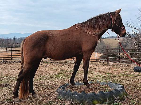 rocky-mountain-gelding