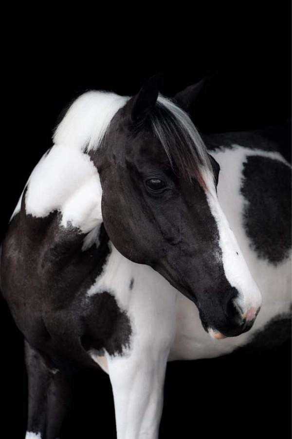 black-white-pony