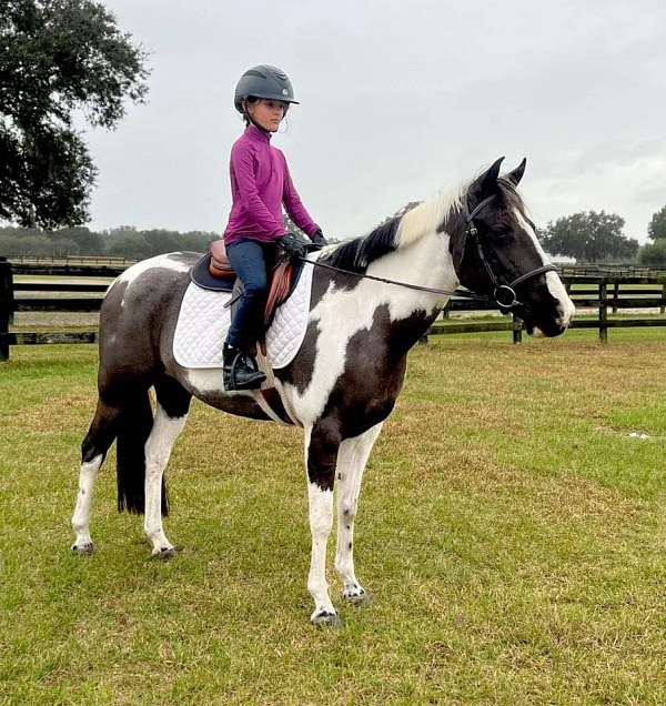 dressage-welsh-pony