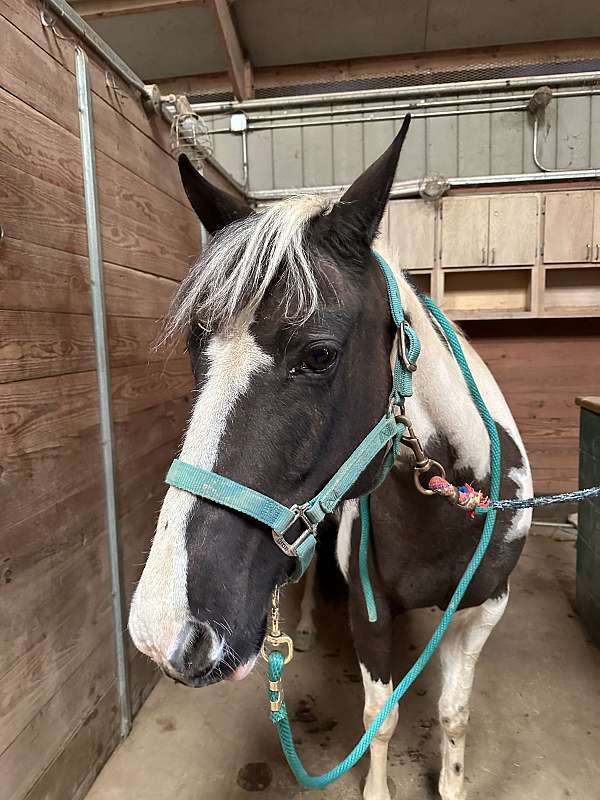 english-pleasure-welsh-pony