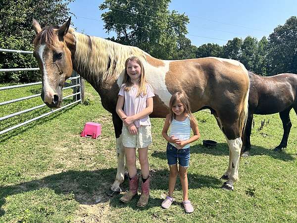 beginner-saddlebred-horse