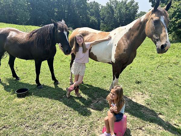 trail-saddlebred-horse