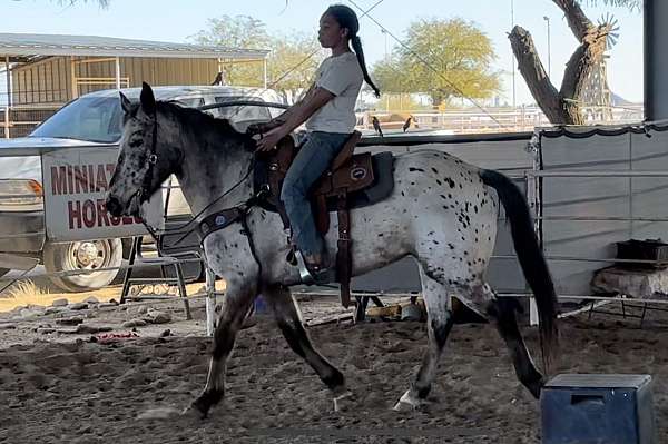 and-draft-appaloosa-horse