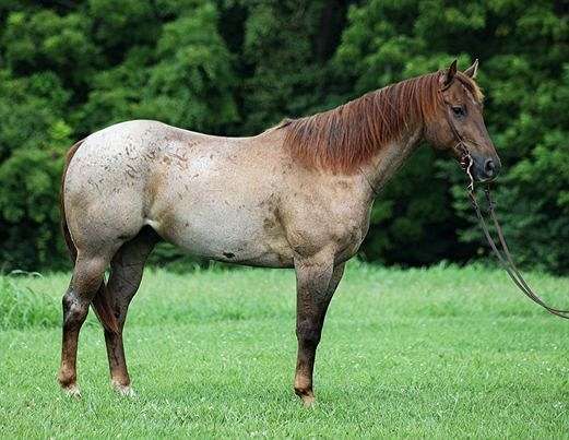 athletic-quarter-horse