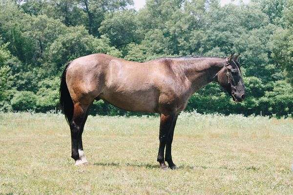 all-around-quarter-horse