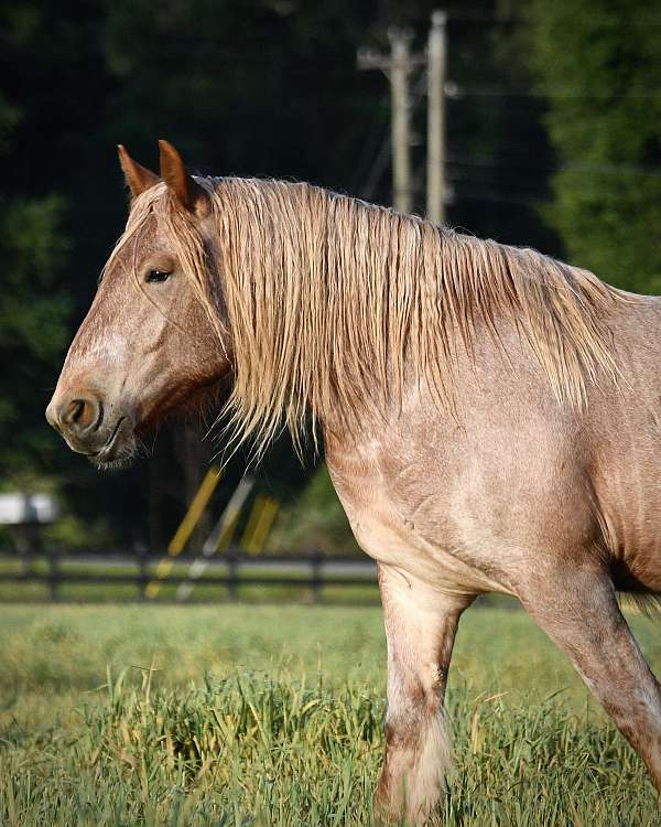 red-roan-aba-mare