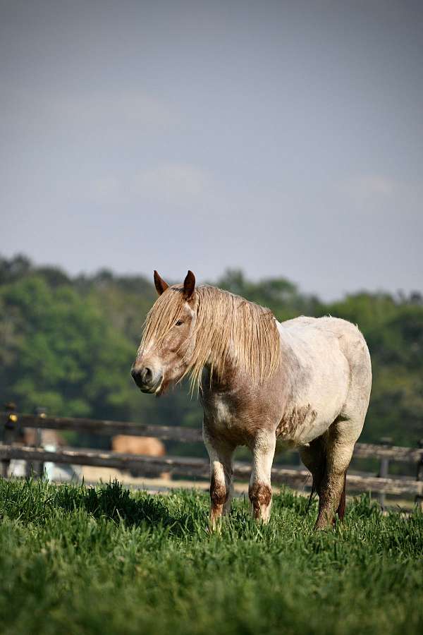 red-roan-aba-horse