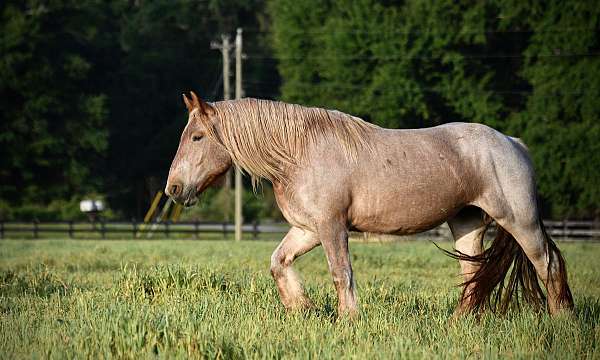 aba-horse