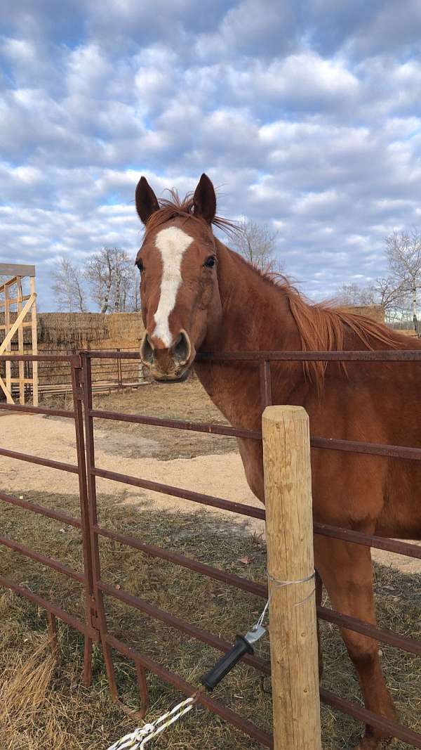 white-strip-on-face-horse