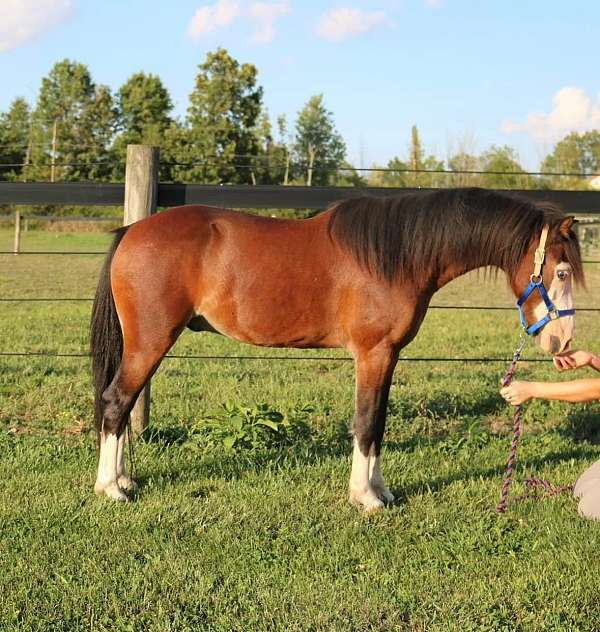 four-white-stockings-blue-eyes-horse