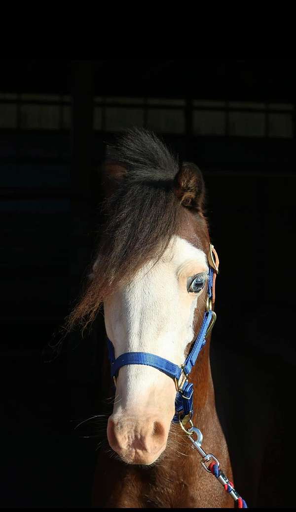 bay-four-white-stockings-blue-eyes-horse