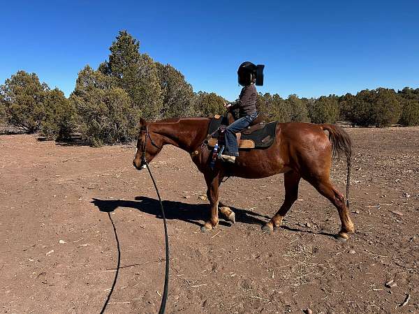 gymkhana-quarter-horse