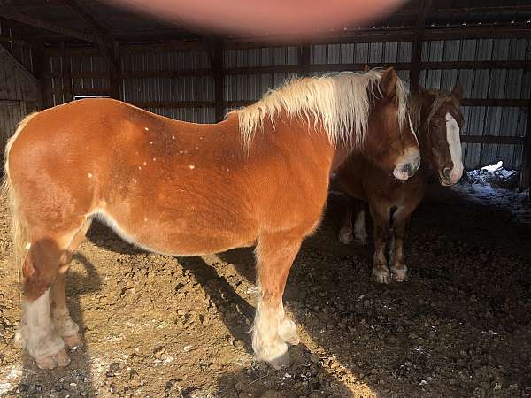 19-hand-belgian-mare