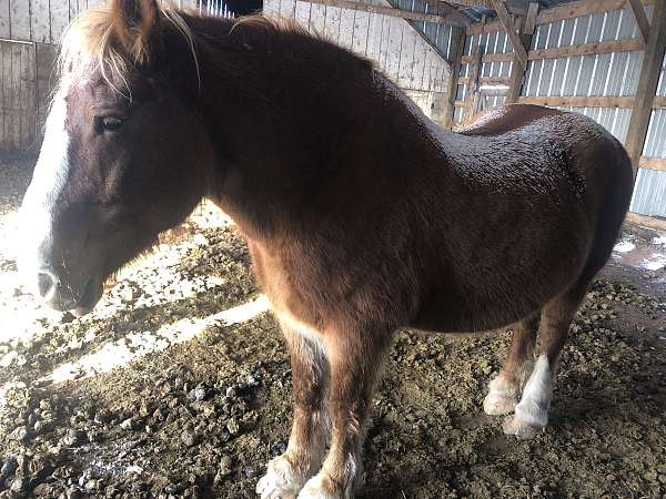 19-hand-belgian-horse