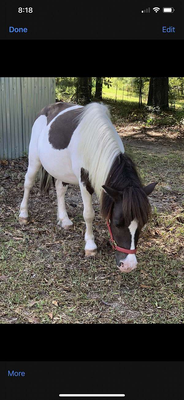 miniature-pony-for-sale