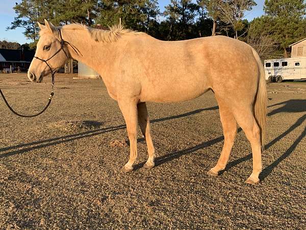 palomino-quarter-horse-mare