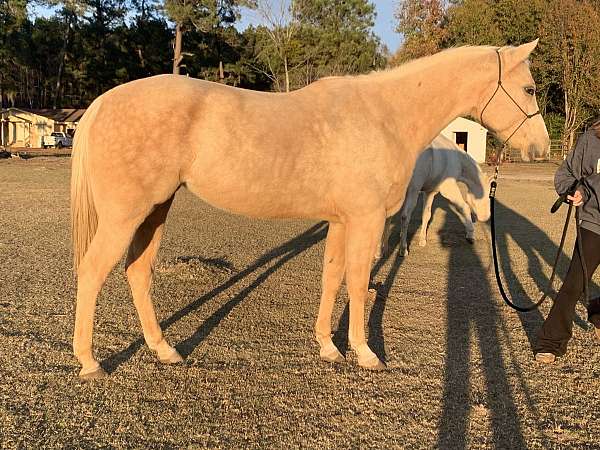 palomino-aqha-mare