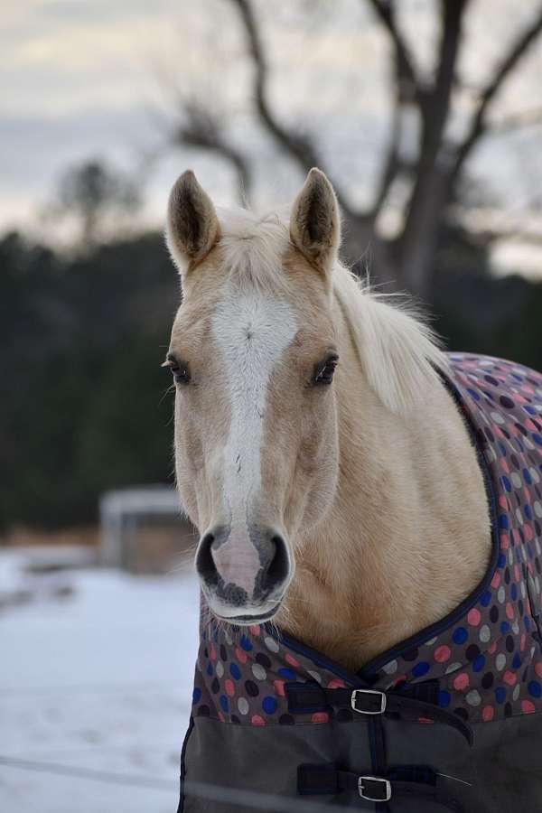 palomino-aqha-horse