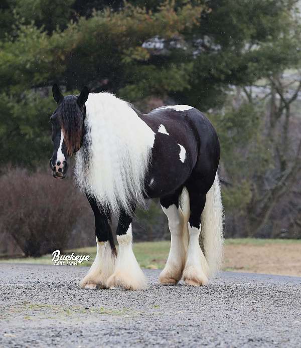 piebald-therapy-horse