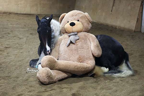 all-around-gypsy-vanner-horse