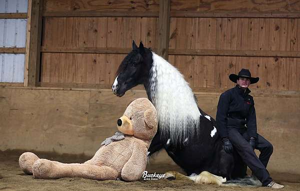 beginner-gypsy-vanner-horse