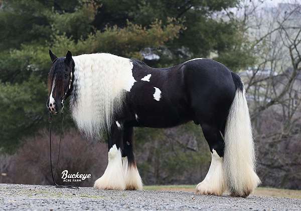 driving-gypsy-vanner-horse