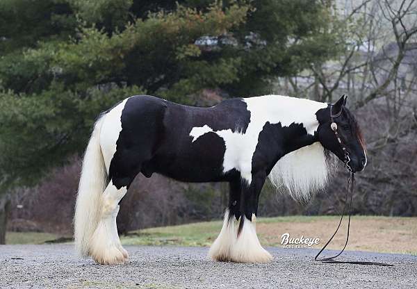 finished-gypsy-vanner-horse