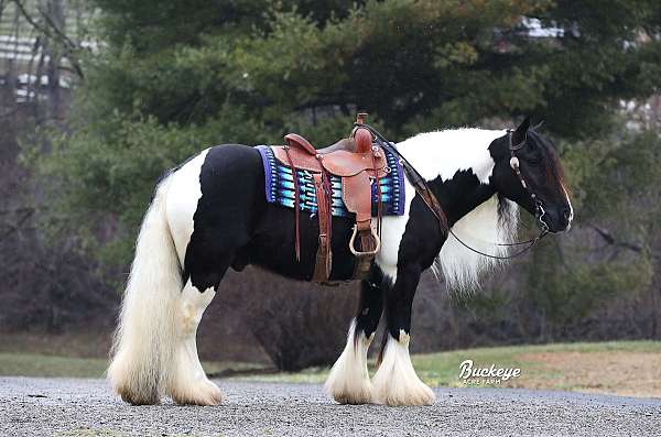 flashy-gypsy-vanner-horse