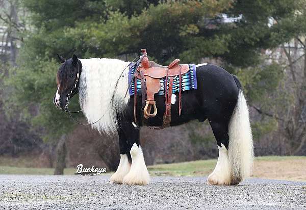 husband-safe-gypsy-vanner-horse