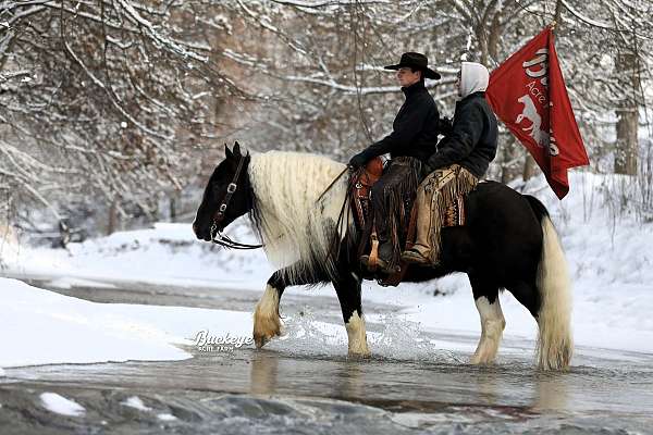 jumping-gypsy-vanner-horse