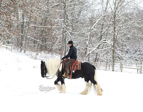 lesson-gypsy-vanner-horse