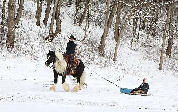 kid-safe-gypsy-vanner-horse