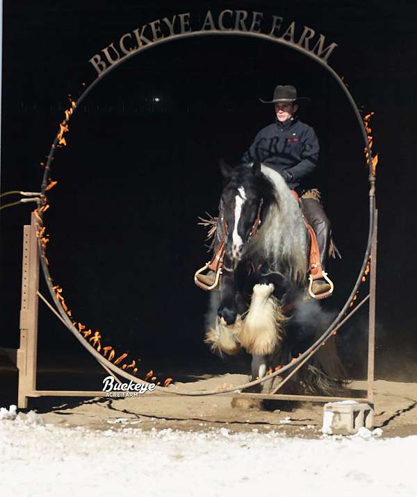 ridden-english-gypsy-vanner-horse