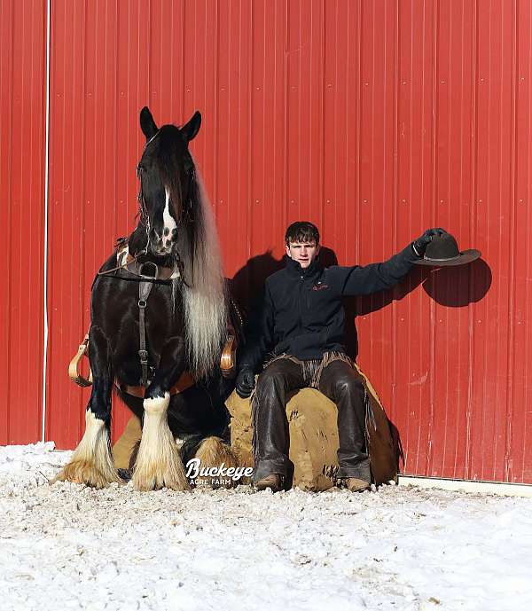 parade-gypsy-vanner-horse