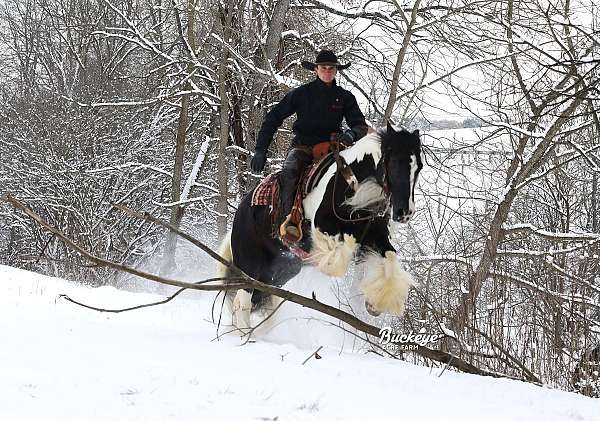 mounted-patrol-gypsy-vanner-horse