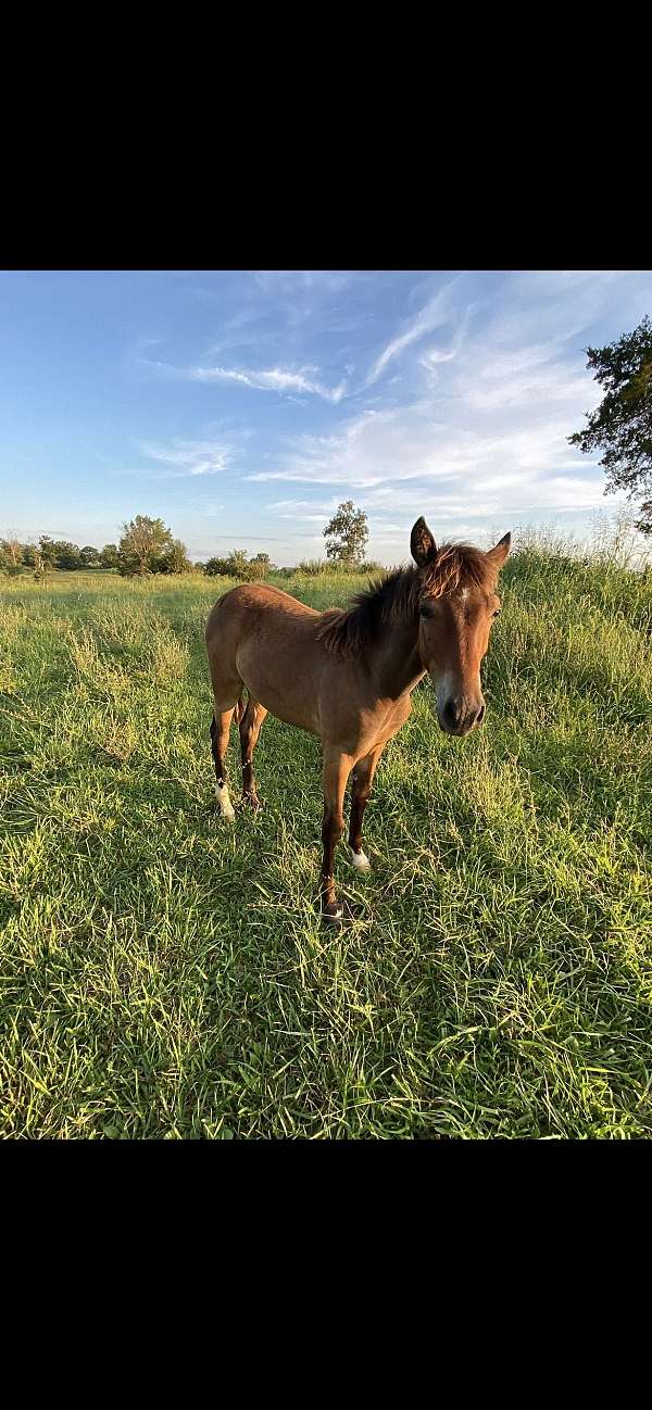 tennessee-walking-filly