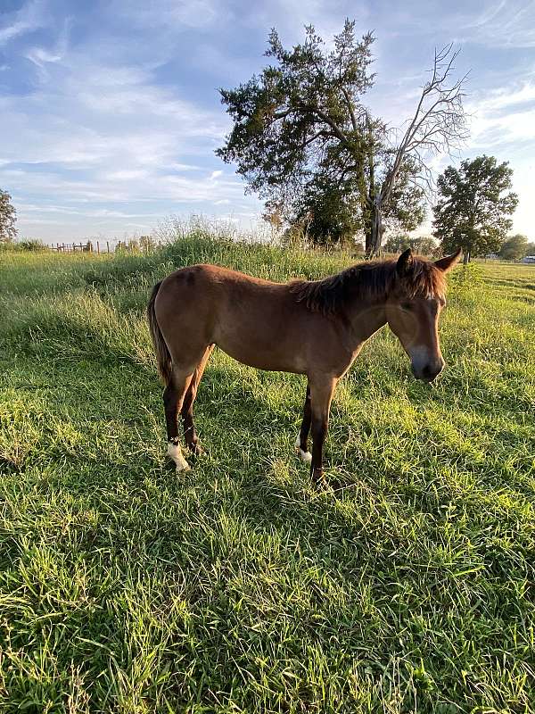 tennessee-walking-horse-for-sale