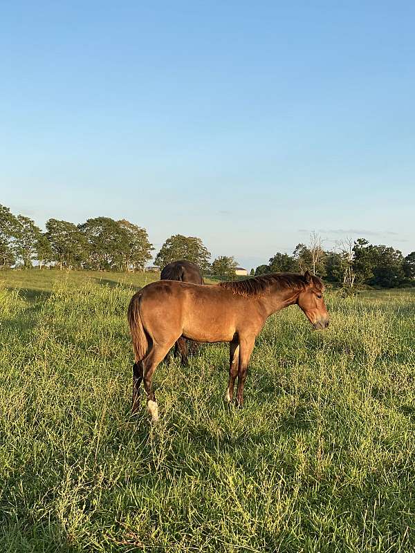 tennessee-walking-horse