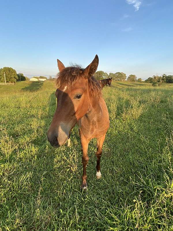 standardbred-filly