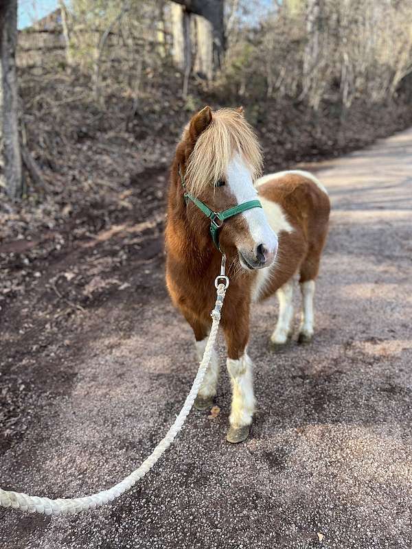 miniature-gelding