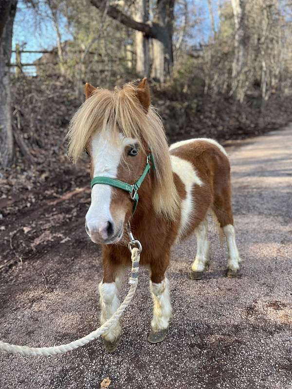 miniature-pony-for-sale