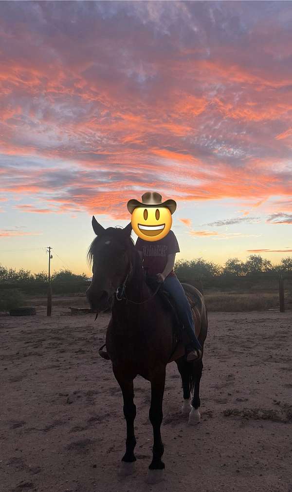 arizona-trail-horse-mustang