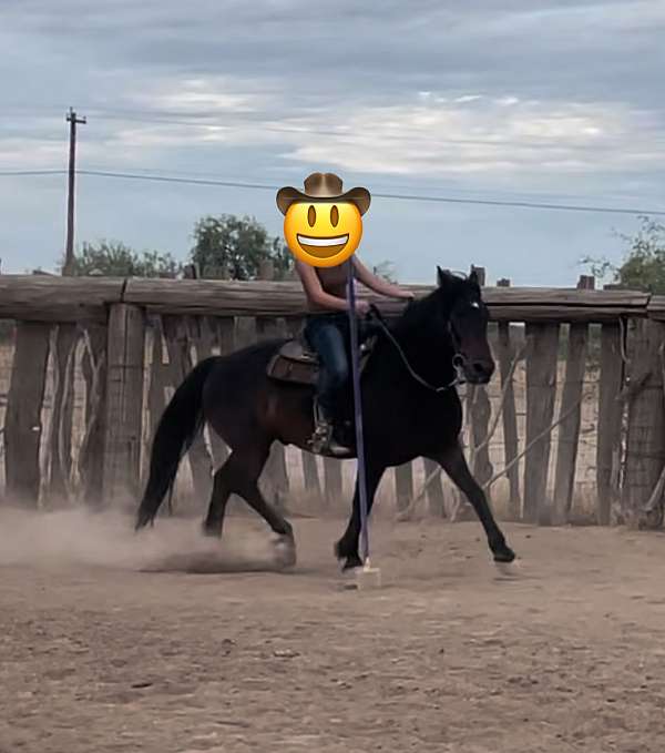 arizona-mustang-horse