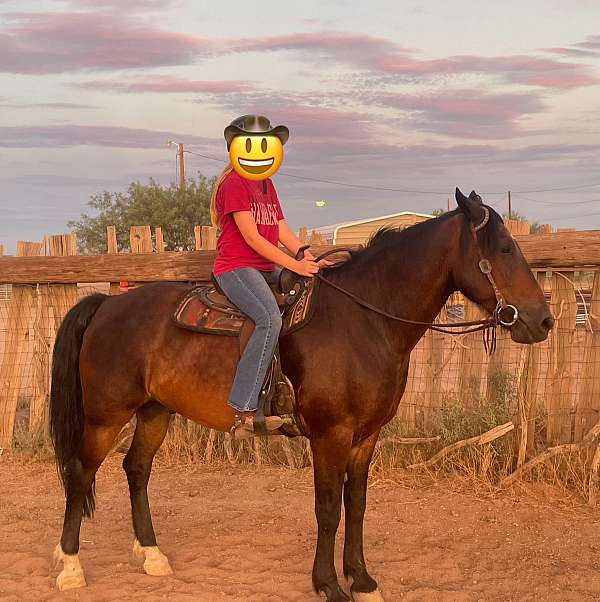 trail-gelding-arizona-mustang-horse