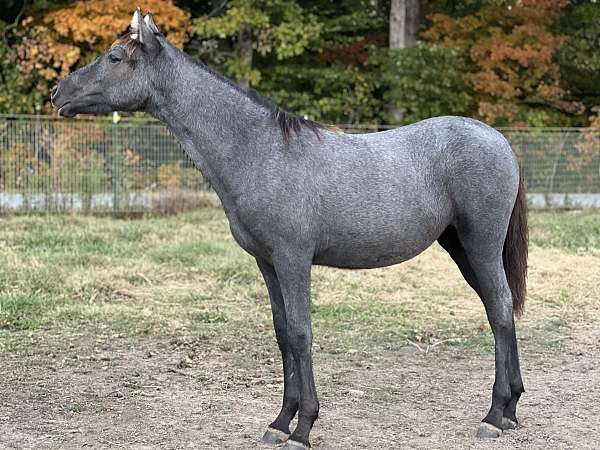 gaited-racking-rocky-mountain-horse